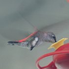 Las adaptaciones del colibrí abeja