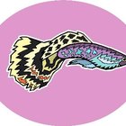 The Signs of a Happy Male Betta | Pets - The Nest