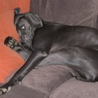 How to Wash Out a Dog Urine Stain in Fabric | Pets - The Nest