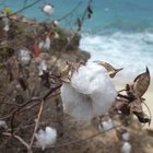 ¿Cómo el algodón se transforma en tela?