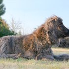 How to Remove Stickers From Dog Fur | Pets - The Nest