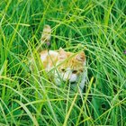 are ornamental grasses poisonous to dogs