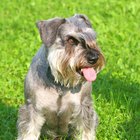 Dangerous Foods for Mini Schnauzers | Pets - The Nest