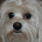 How to Remove Brown Stains Around Dog's Mouth | Pets - The Nest