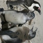 Cómo se protegen los pingüinos de sus enemigos