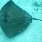 How to Care for Stingray Boots