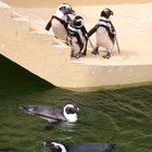 Sobre los pingüinos tropicales