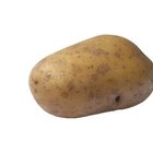 The Times to Plant and Harvest Yukon Gold Potatoes