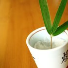 The History of Bamboo Fabric