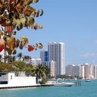 Things to Do on Your Birthday in Miami