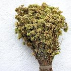 How to Dry or Freeze Oregano