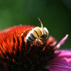 ¿Qué adaptaciones necesita la abeja melífera para sobrevivir?