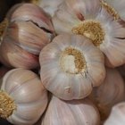 Skin Benefits From Garlic