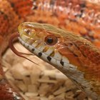 Información sobre serpientes negras y rojas