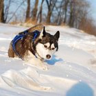 Life Expectancy of a Husky - Pets - The Nest