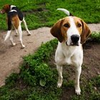 How To Register A Dog U0026 39 S Microchip