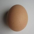 ¿Cuál es la densidad de un huevo?