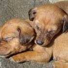 When Are Puppy Dogs Ready to Be Taken From Their Mother? | Pets - The Nest