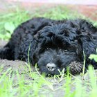 How to Groom a Portuguese Water Dog | Daily Puppy