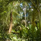 ¿Cómo es el ecosistema de la jungla?