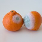 Fruits & Vegetables: Carbon Dioxide Storage