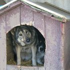 How to Insulate a Doghouse | Daily Puppy