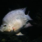 What Is the Origin of Tilapia Fish?