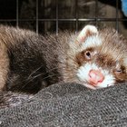 How to Make the Perfect Ferret Cage