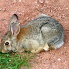 Tipos de trampas para conejos
