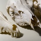 Cómo preservar cráneos animales