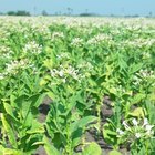 Cuánto tiempo requieren las plantas de tabaco para madurar