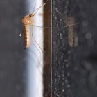 Cómo preparar insecticida natural contra mosquitos