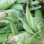 How Do Farmers Harvest Corn?