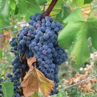 How Long Should a Wine Collector Keep a Merlot?