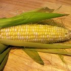 ¿Cómo puedo hacer etanol de maíz en casa?