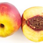 How to Dry Peaches in a Dehydrator
