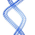 ¿Cuáles son las cuatro bases nitrogenadas del ADN?