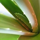 Aloe Vera Gel for Stretch Marks