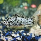 How to Breed Guppies & Mollies | Pets - The Nest