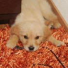 How to Clean Dog Urine From a Wool Rug | Daily Puppy