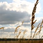 Difference Between Red & White Wheat