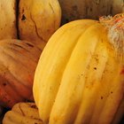 How to Store & Keep Zucchini and Squash Fresh