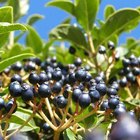 ¿Cómo hacen las plantas su propia comida?