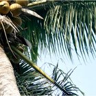 Traditional Mexican Foods of Quintana Roo