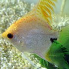 Are Angelfish Okay to Mix With Goldfish? | Pets - The Nest
