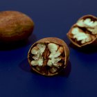 How to Remove Pecans From the Green Shell Before They Are Ready | Our ...