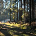 Cómo pintar un bosque