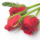 How to Send Roses