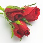 What Is the Gift for a 10 Year Wedding Anniversary?