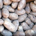USDA Grades of Potatoes